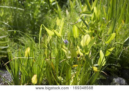 Pickerel Weed (pontederia Cordata)