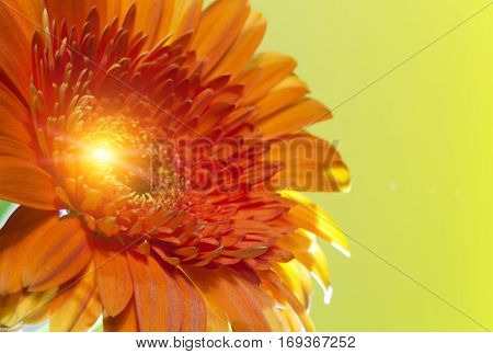 Red Transvaal daisy flower. Close up in a sunny day