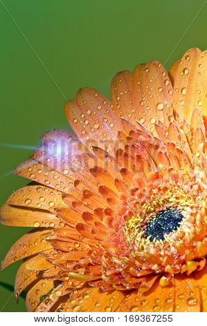 Transvaal daisy flower in rain drops .