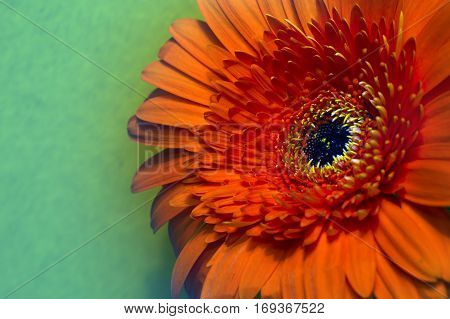 Red Transvaal daisy flower.Close up in a sunny day