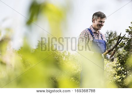 Smiling gardener trimming tree branches at plant nursery