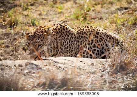 In South Africa Kruger Natural Park Wild Leopard