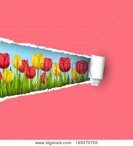 Green grass lawn with yellow and red tulips and ripped paper sheet isolated on pink. Floral nature flower background