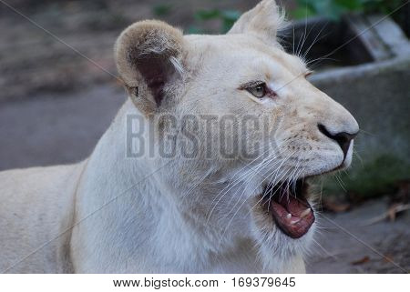 Hungry lion yawns and look at prey
