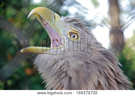 Portrait of a juvenile White-tailed eagle (Haliaeetus albicilla), the call of the eagle