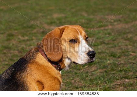 the cute face of dog breed beagle