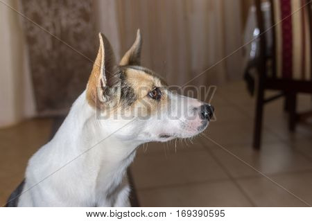 Indoor portrait of adorable mixed breed young dog