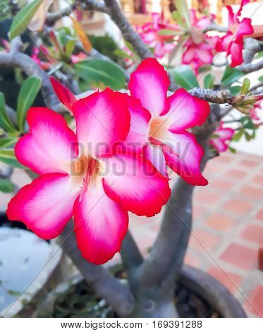 Azalea flowers Red flower simple rhododendron Mountain spring shrub.