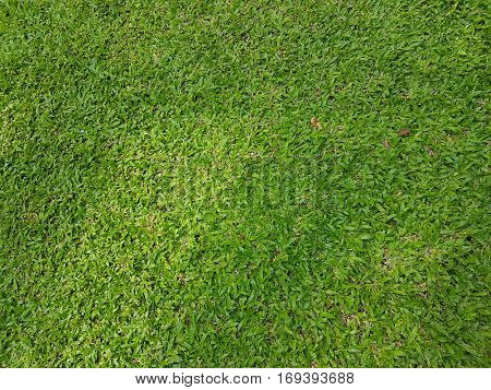 Fresh green grass field texture used as natural background