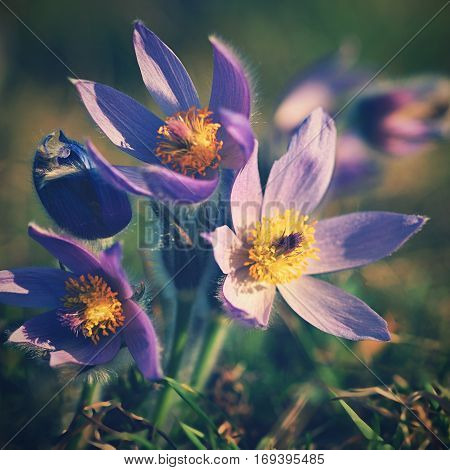 Spring Flowers. Beautifully Blossoming Pasque Flower And Sun With A Natural Colored Background. (pul