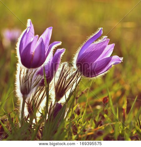 Spring flowers. Beautifully blossoming pasque flower and sun with a natural colored background. (Pulsatilla grandis)