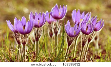 Spring flowers. Beautifully blossoming pasque flower and sun with a natural colored background. (Pulsatilla grandis)