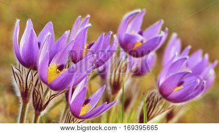 Spring flowers. Beautifully blossoming pasque flower and sun with a natural colored background. (Pulsatilla grandis)