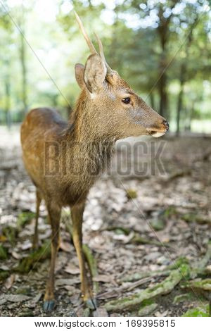 Deer at park