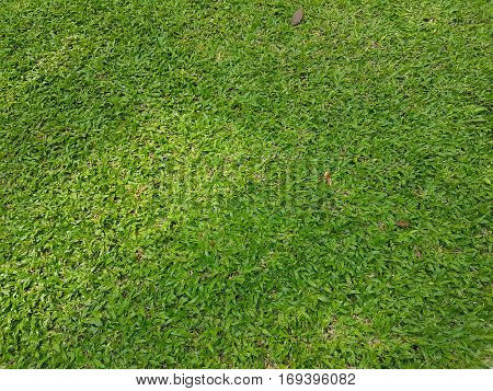 Fresh green grass field texture used as natural background