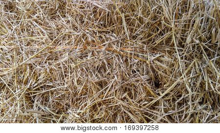 thatch roof or dry grass background, brown dry grass