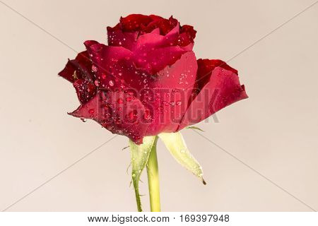 Red Roses with drops of water all over