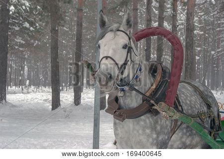 Horse In Winter Forest