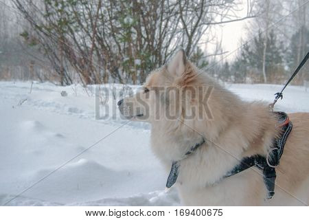 Husky For A Walk In The Winter Woods