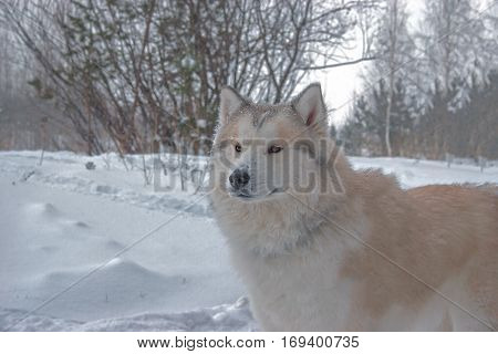 Husky For A Walk In The Winter Woods