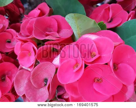 Red Crown of thorns flowers used for natural background