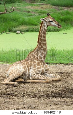 giraffes in the zoo safari park