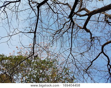 Trees, clouds and sky used as background