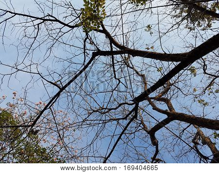 Trees, clouds and sky used as background