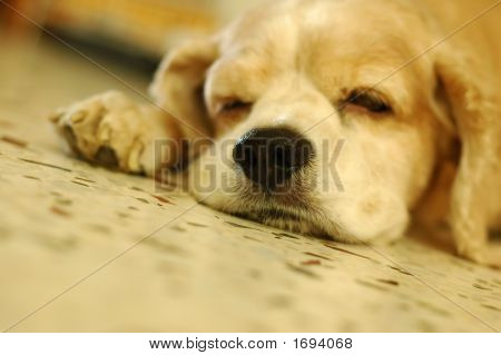 Cocker Spaniel durmiendo