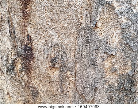 Texture of bark of tree use as natural background
