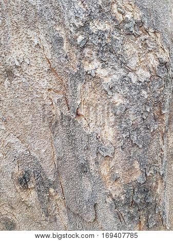 Texture of bark of tree use as natural background