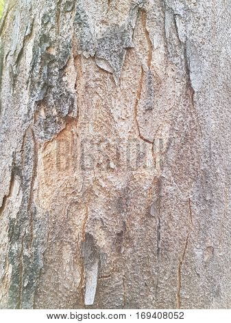 Texture of bark of tree use as natural background