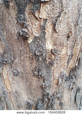 Texture of bark of tree use as natural background