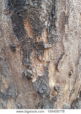 Texture of bark of tree use as natural background