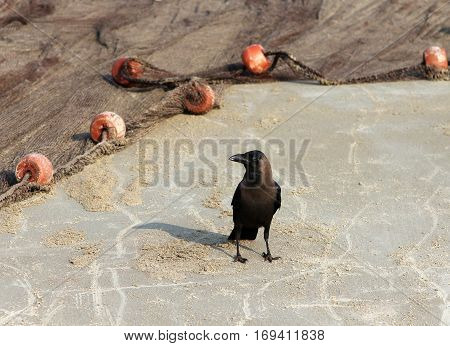 Indian House Crow (Corvus splendens) near the fishing nets on the beach of Goa