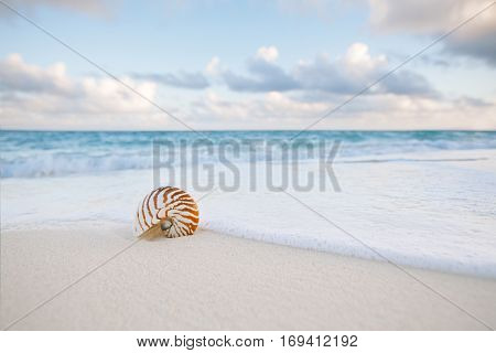 nautilus sea shell on golden sand beach with waves in  soft sunset light, shallow dof