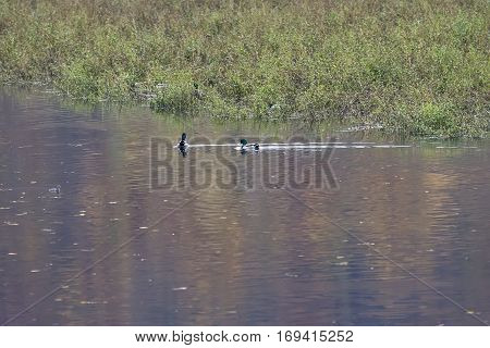 Nile geese in the Danube with shadowplay colorful water