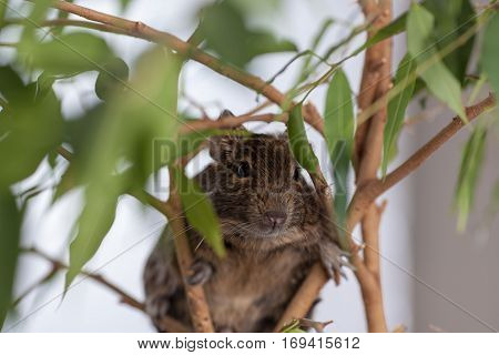 rodent on branch, background of wild nature