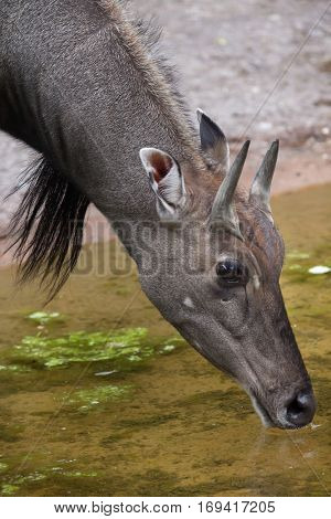 Nilgai (Boselaphus tragocamelus), also known as the nilgau or blue bull.
