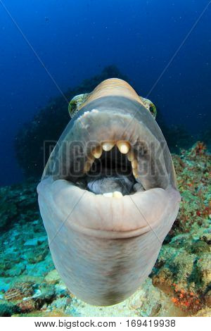 Titan Triggerfish fish close up portrait