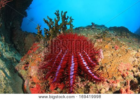 Crown of Thorns Starfish