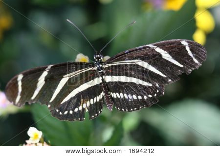 Zebra Longwing motýl 