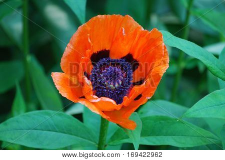 Pretty oriental poppy flower blossom in a garden.
