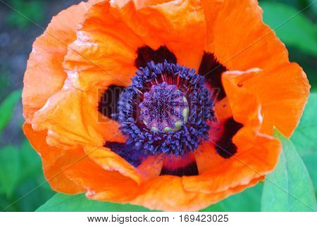 Pretty flowering orange Oriental poppy flower blossom in a garden.