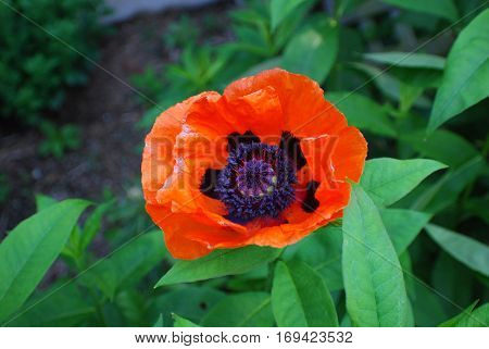 Pretty flowering orange Oriental poppy flower blossom in a garden.