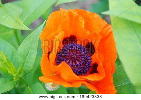Oriental poppy flower blossom in a garden blooming.