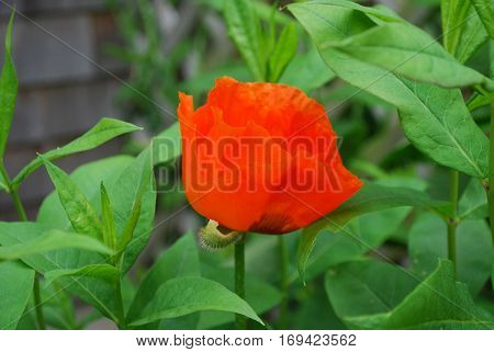 Garden with a blooming orange oriental poppy flower.