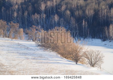 Russian winter: aspen forest iced river and field in snow in sunny day landscape