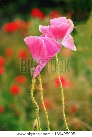 Pink poppy flower on the summer field