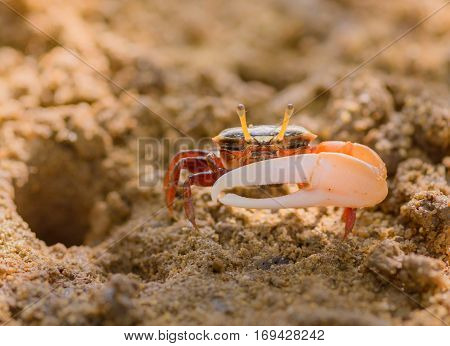 Uca vocans Fiddler Crab walking in mangrove forest at Phuket beach Thailand